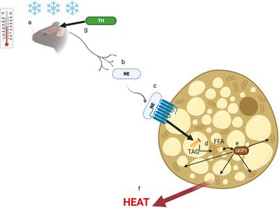 Thermoneutrality and Immunity: How Does Cold Stress Affect Disease?